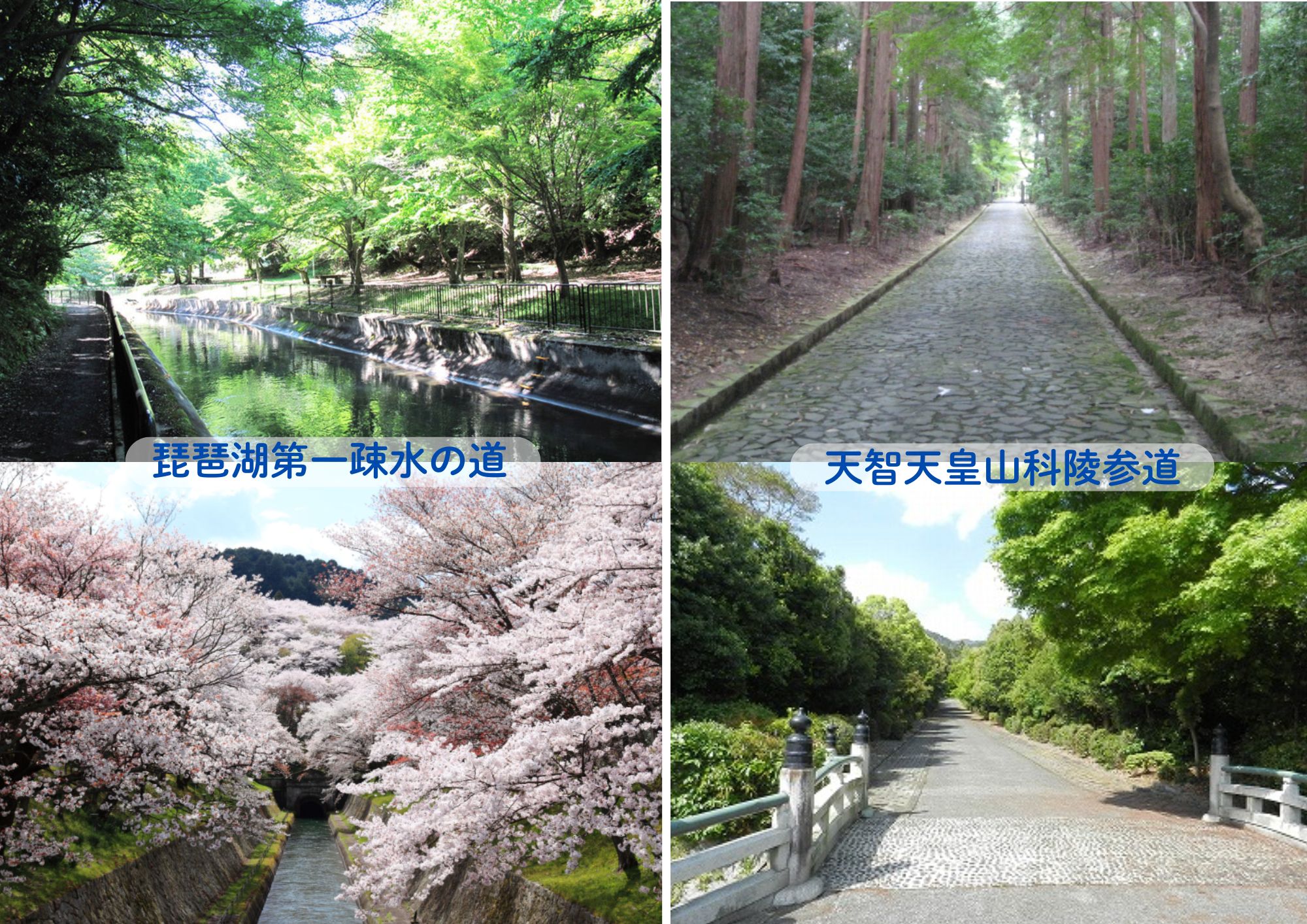 散歩のある暮らし♪